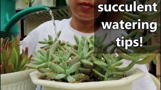 WATERING TIPS FOR BEGINNERS! || Bakit Nabubulok Ang Succulents?