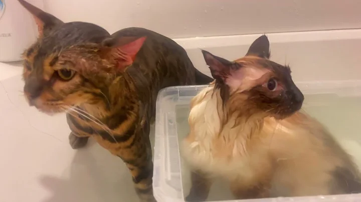 Video 1553111: bengalcat bengals cats, bengal cat siamese, bengalcat meow cat, angry siamese cat, cat vs bengal, sweet siamese cat, birman bengal cat