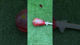 Tiny Fish Turns Into a Shark 😱#shorts