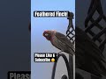 Busy House Finch on the Move 🐦 | Perched & Hopping Around in This Close-Up Shot #shorts