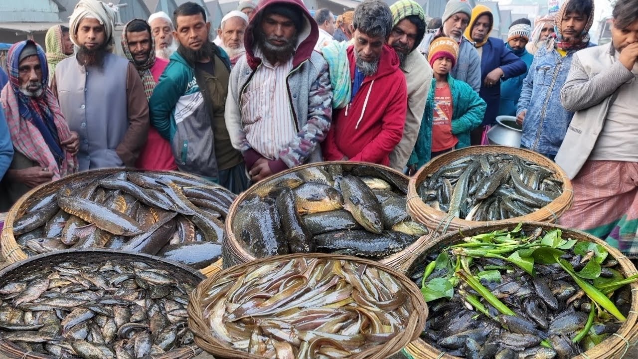 এমন সাইজের বিলের শোল শিং মেনি কৈ ভরপুর পাওয়া যাচ্ছে! Village fish market dohar dobli bazar