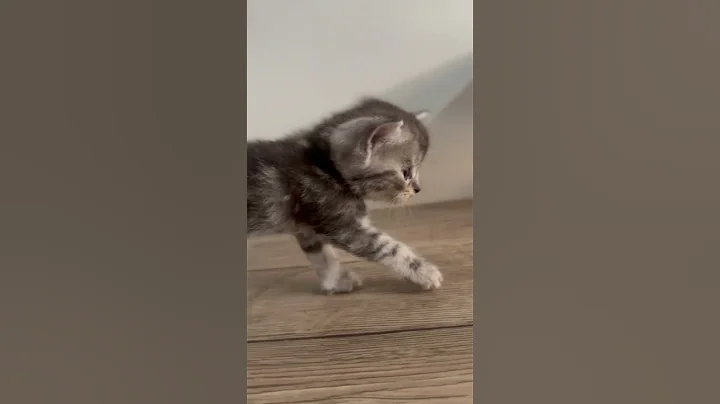 Video 9674871: mainecoon kitten, exotic kitten, cat kitten cute, haired kitten, cat lovers