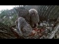 Great Horned Owl Ennis🦉Dzień dobry mamo!