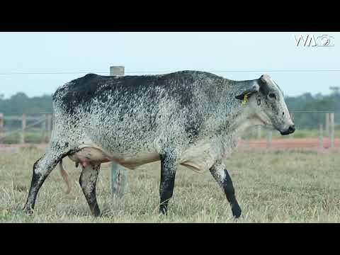 LOTE 17 - 6305 BD - 7º Leilão Gir & Girolando Genética Aditiva