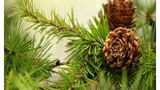 Lecture : Angiosperms   part 2 Angiosperm Lecture Part 2