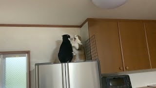 負けいくさが上手な猫