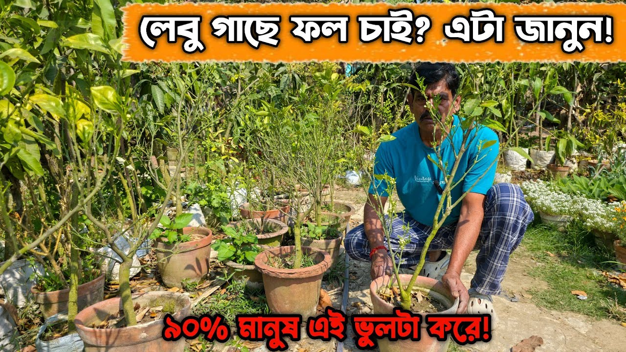 লেবু গাছকে কোন সময় রিপোর্টিং করবেন