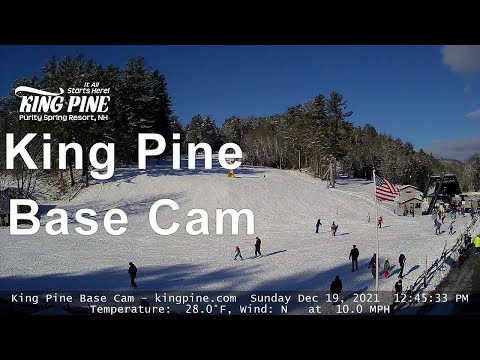 King Pine Live Stream
