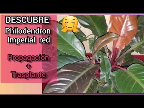 Video: Indoor Philodendron 'Xanadu' – Kako uzgajati kućnu biljku filodendrona Xanadu