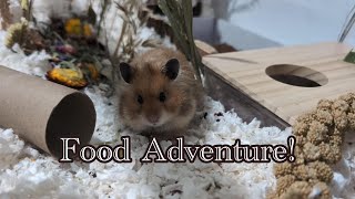 Hamster Food Adventure | Collecting Food in His New Set Up by TotoHamsterJourney 239 views 11 days ago 1 minute, 27 seconds