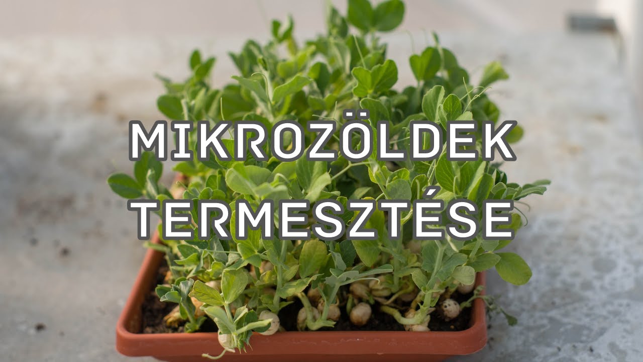 Mikrozöldek termesztése a gyakorlatban