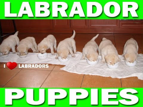 Кормление щенков лабрадора. Ожидание / реальность. Щенки лабрадора. Labrador Retriever Puppies
