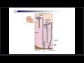 Clase Renal 1