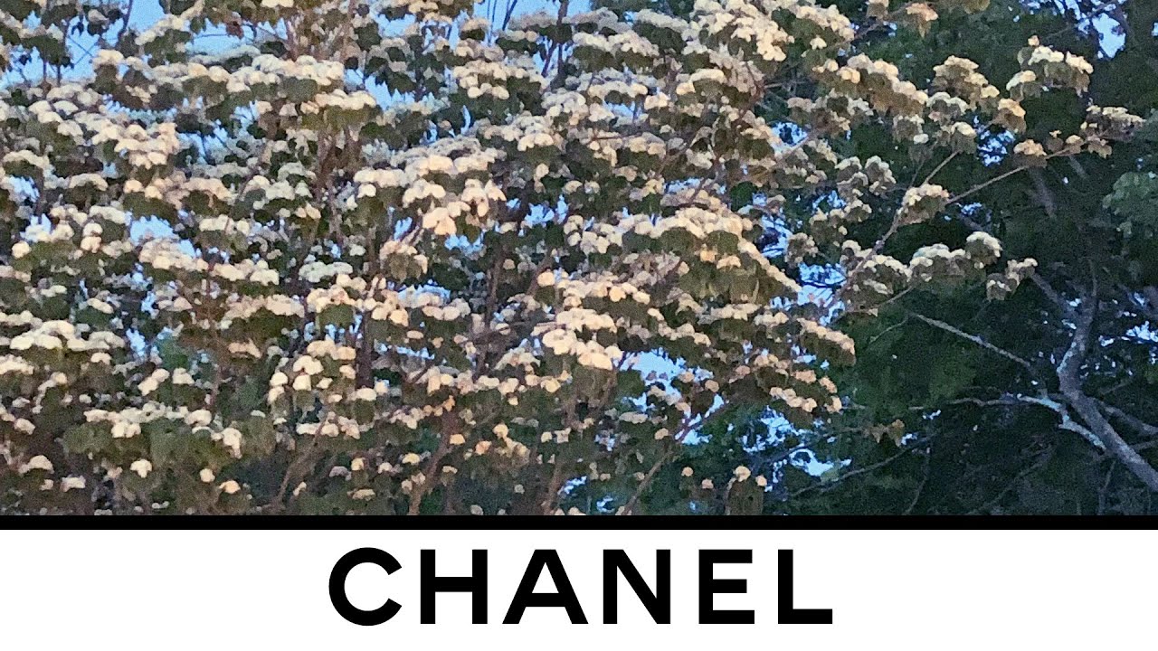 The Film of the CHANEL Coco Neige 2021/22 Collection Campaign — CHANEL