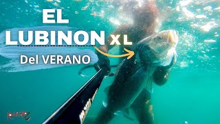 🐟 El ROBALO del VERANO 🎣 | Pesca Submarina en Galicia🌊 VOLVEMOS