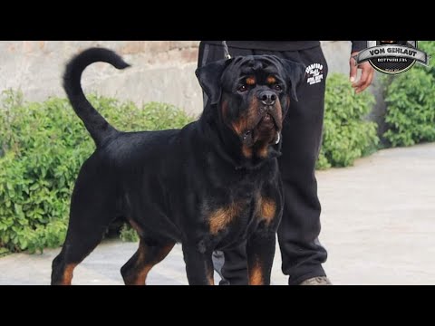 Vom Gehlaut Kennel|Rottweiler Kennel|यह तो दमदार रॉटवीलर है|Part 1