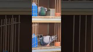 kabuter pigeon ??️youtubeshorts viral kaboter pets