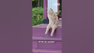 The FUNNIEST Cat Videos of 2024!