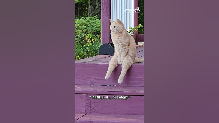 The FUNNIEST Cat Videos of 2024!