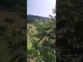 TOP 100 FLOWER GARDENING SECRET TIPS Best Fertilizer For Rose Plant Care Tips 75