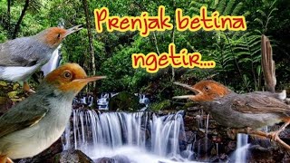 prenjak betina ngetir panjang dan jernih