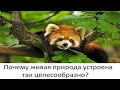 Почему живая природа устроена так целесообразно?