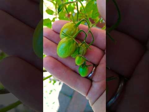 Tomaten werden nicht