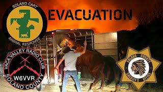 What's Your Animal Evacuation Plans