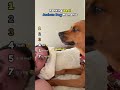 Ranking Best Jealous Dog Moments #animals #funny #viral