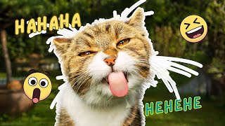 funny cat video #cat #catvideo #youtubecat #funnycatvideos