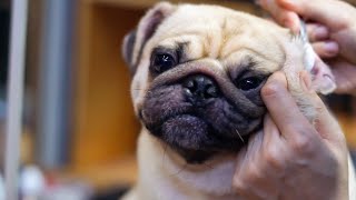 Hyperactive Pug's First Grooming. (He won't sit still!)