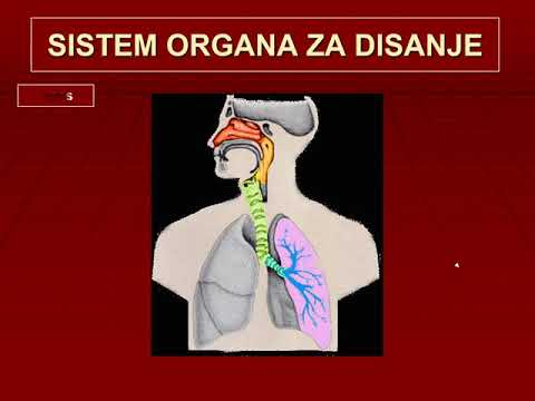 Video: Definicija, Anatomija I Funkcija Stidne Simfize - Karte Tijela