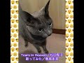 Tears In Heaven/松田聖子 歌ってみた/春風美波