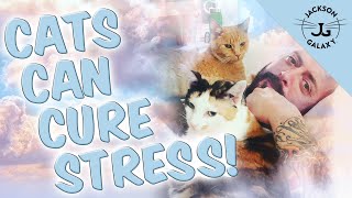 Cats Can Relieve Stress