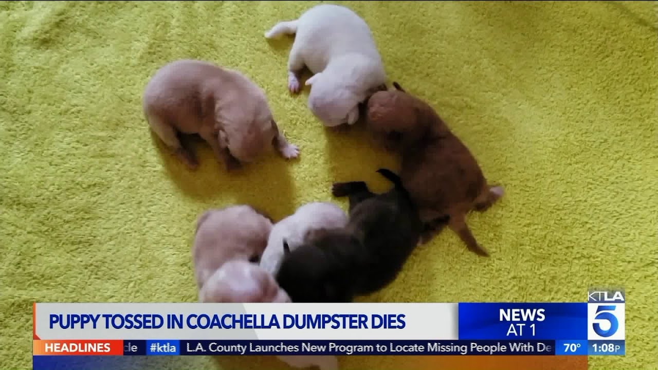 How Do You Know If A Newborn Puppy Is Dying