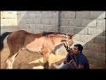 ( افهم فكر الخيل تأخذ ماتريد منها ) فيديو كامل لتعليم صغار الخيل على الرشمه والمقاودة