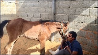 ( افهم فكر الخيل تأخذ ماتريد منها ) فيديو كامل لتعليم صغار الخيل على الرشمه والمقاودة