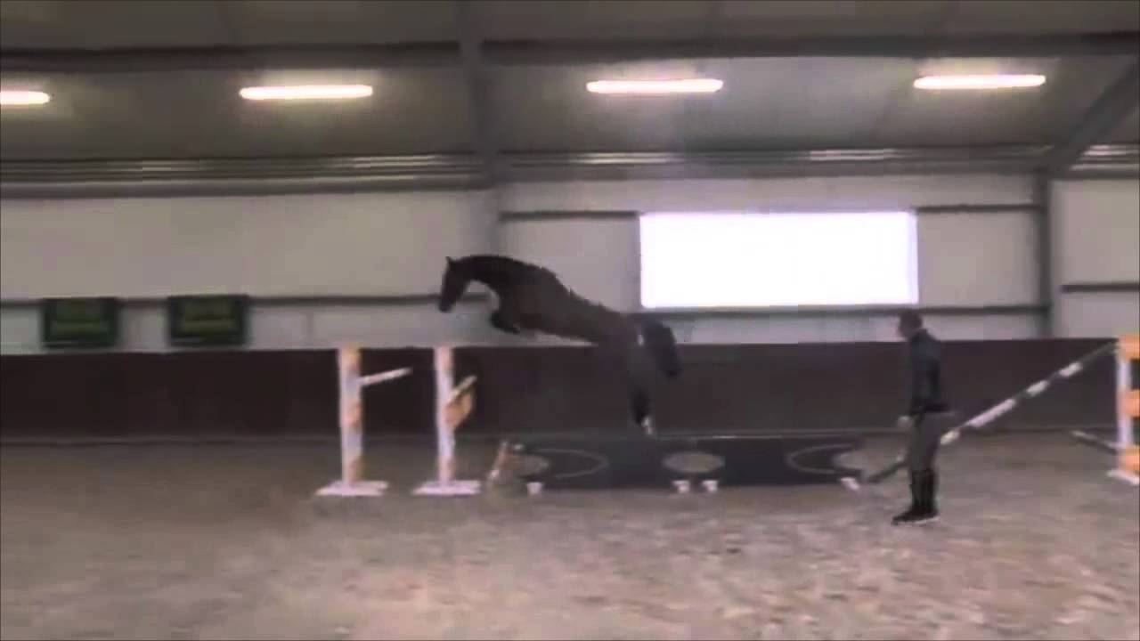 **SOLD** 2012 Stallion by Light On x Corland (Cor De La Bryere) x Ramiro Z