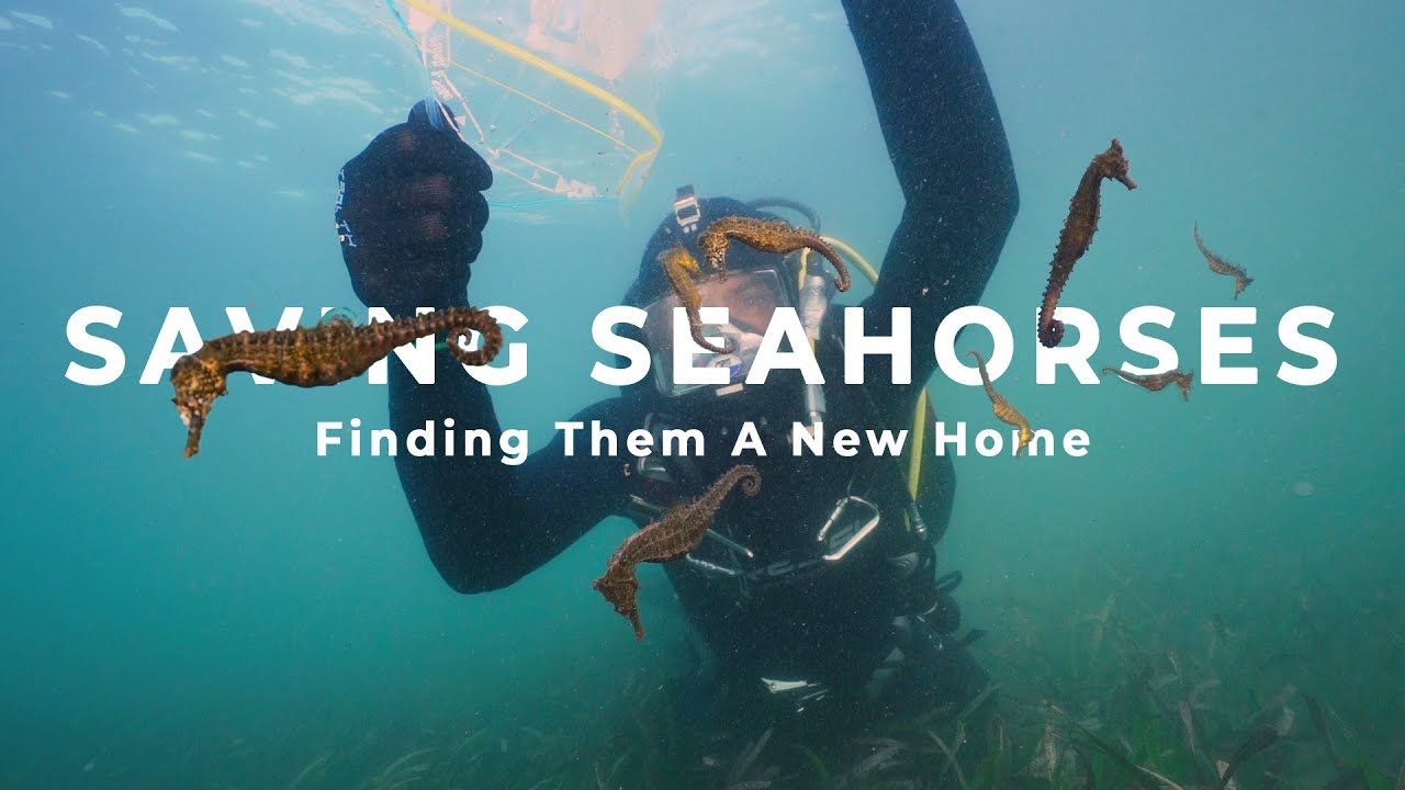 Saving and Relocating 53 Seahorses | The Abyss Project Film