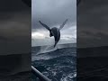 The ocean is too big, and we are too small! 🐋🌊#megalophobia #giantwhale #oceanmysteries