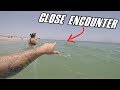 swimming with "WILD" Dolphins and Manta Rays in Florida **CLOSE ENCOUNTER**