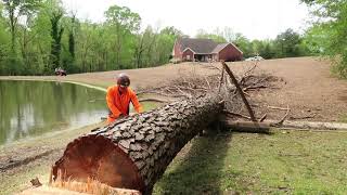 Cutting a dangerous dead tree