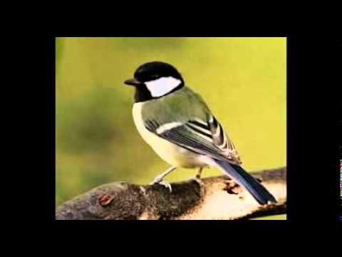 download birds chirping sound effect download birds chirping sound effect