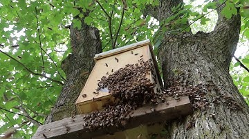 Second bait hive attracted a swarm. This is video of the swarm arriving and moving in.