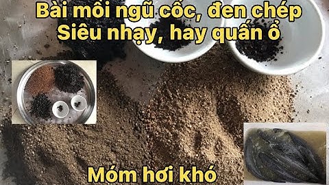 Cách làm mồi ngũ cốc đen, chép câu lục, siêu nhạy, dễ làm.