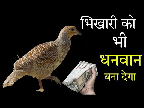 वीडियो: क्या मैं टर्की के पंख का मालिक हो सकता हूं?