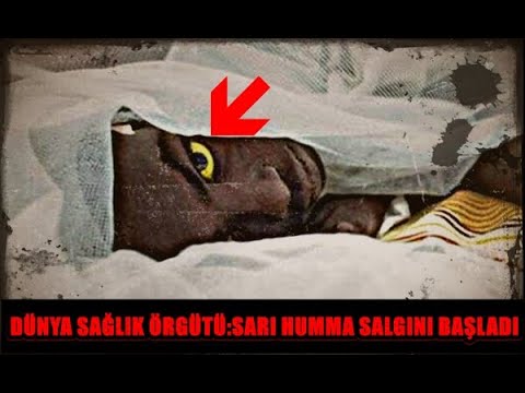 Sarı Humma Nedir, Nasıl Bulaşır ?