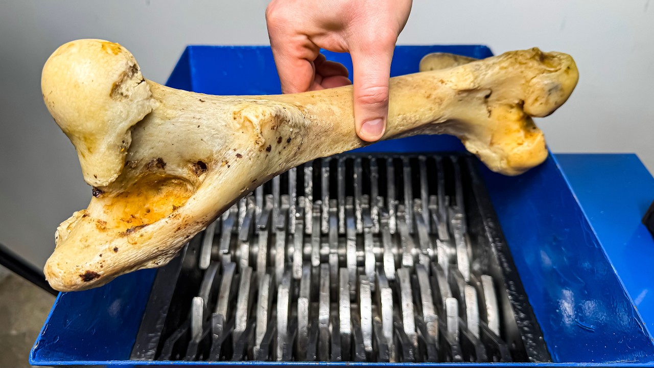 Shredding the HARDEST Dog Bone We Could Find!