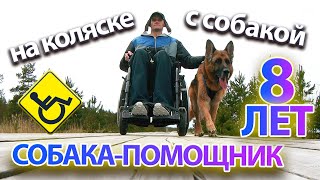 Собака-помощник ♿🐕‍🦺  На коляске с собакой прогулка/занятия.