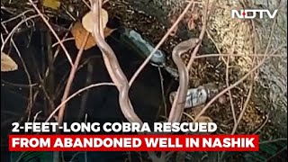 2-feet-long Cobra rescued from abandoned well in Nashik screenshot 5